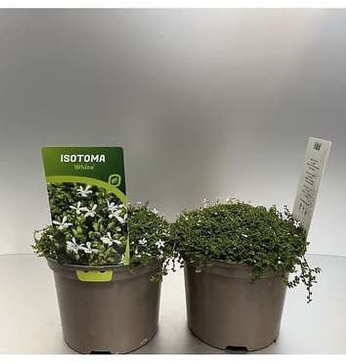 6x Isotoma - Isotoma fluviatilis 'Alba' ('white') | 9x9 cm pot