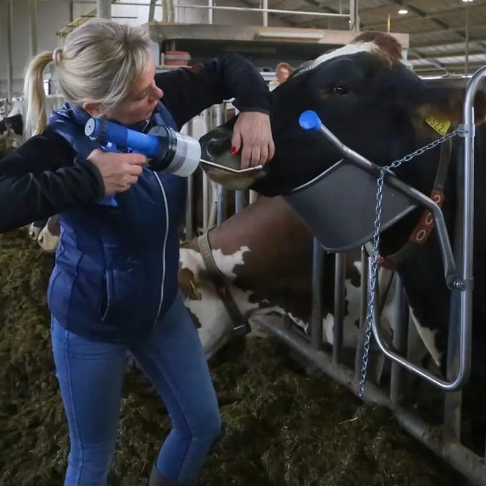 Accessoire voor het optillen van runderkoppen Vink