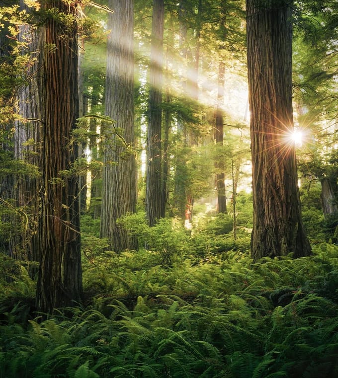 Fotobehang - Goblins Woods 250x280cm - Vliesbehang