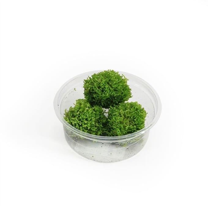 Moerings Riccia fluitans mos | Levermos | in 80CC vitro cup Waterplant