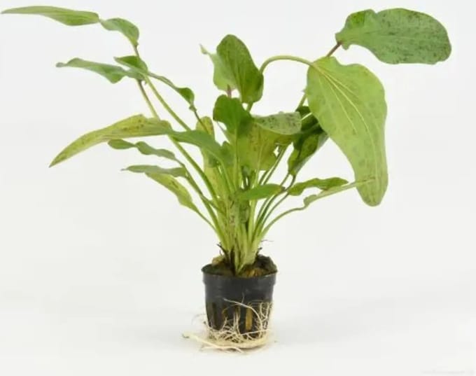 Moerings Echinodorus Ozelot Groen in 5 cm pot
