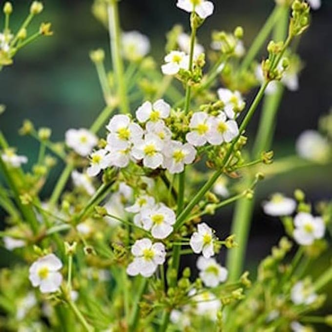 Moerings Alisma Parviflora | Waterweegbree | In 18CM Mand Kant en Klaar