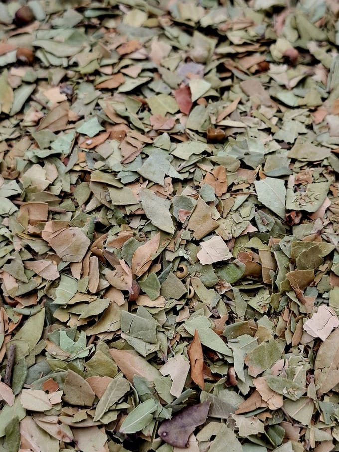 Mirte blad (Myrtus communis)100g