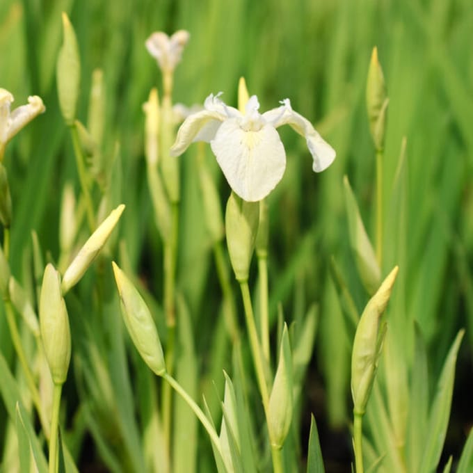 Moerings Iris Pseudacorus Alba | Witte Iris | In 9CM pot