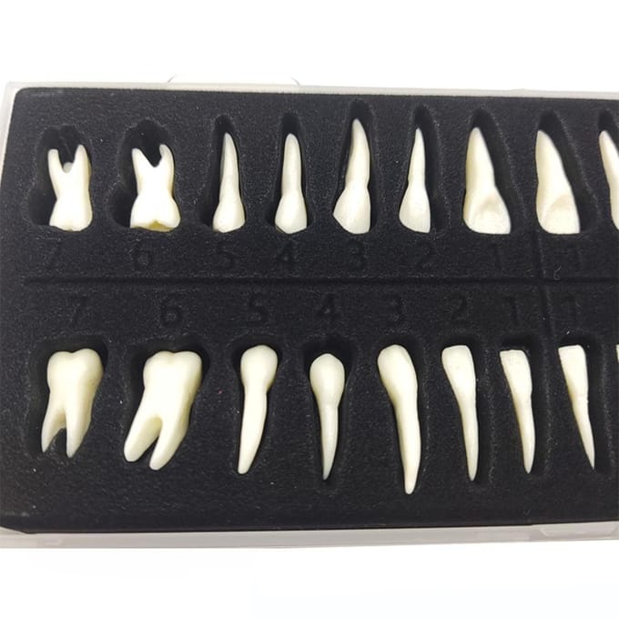 Tand 28 Permanente Tanden Modellen Met Wortels Anatomisch Gipsmodel Voor Tandheelkundige Studie white