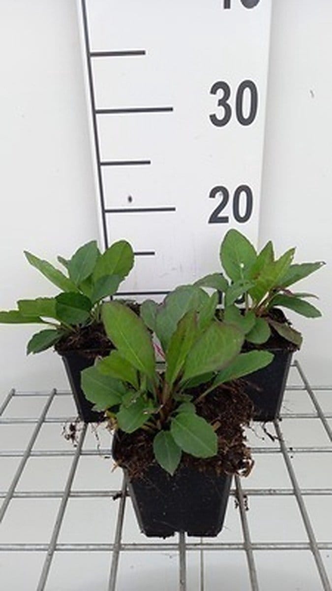6x Aster - Aster macrophyllus 'Twilight' | 9x9 cm pot