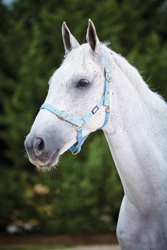 Weatherbeeta Verstelbare Quick Clip Halster - Lichtblauw - Maat Full