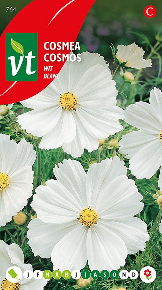 Cosmea Wit - Grote, witte snijbloemen die bloeien tot de eerste vorst