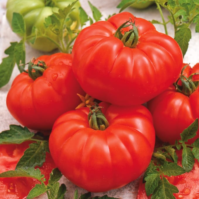 Sluis Garden - Tomaat Marmande