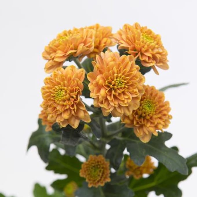 25x Chrysant san.ellison orange 50cm