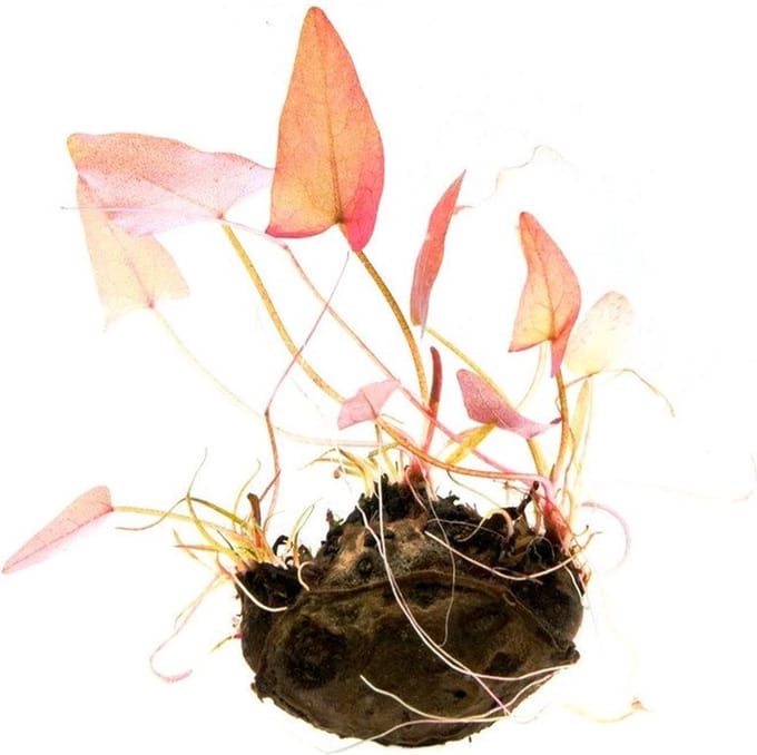 Moerings Nymphaea stellata Los