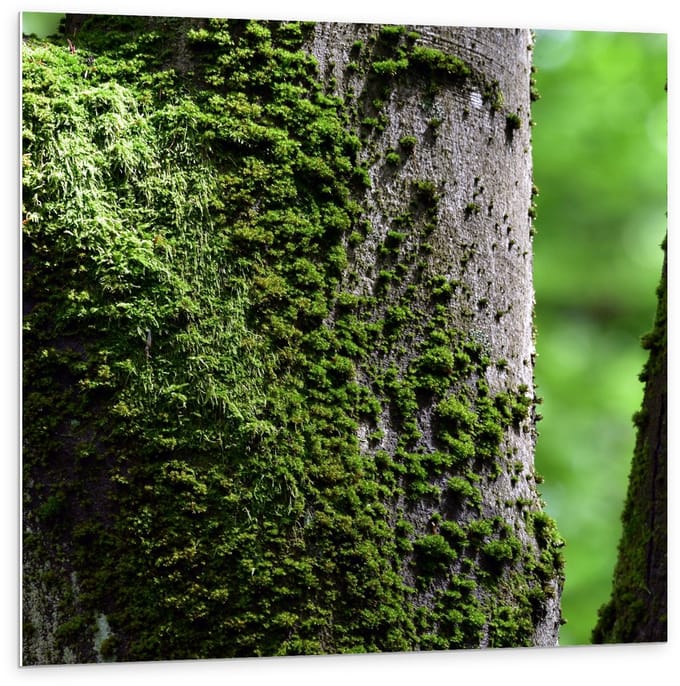 Forex - Mos op Boom - 100x100cm Foto op Forex