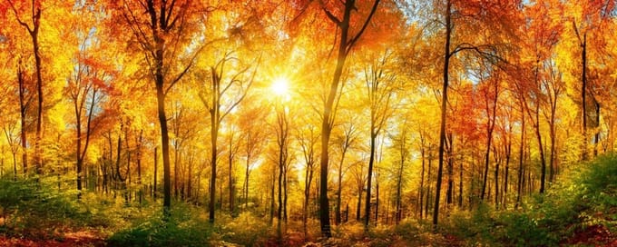 Fotobehang - Sunny Forest 375x150cm - Vliesbehang