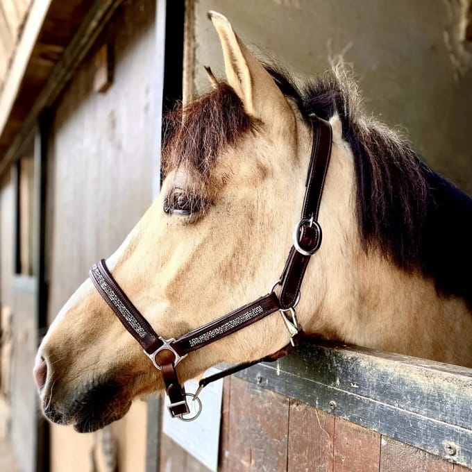 Halster voor paarden Hekktor Horus