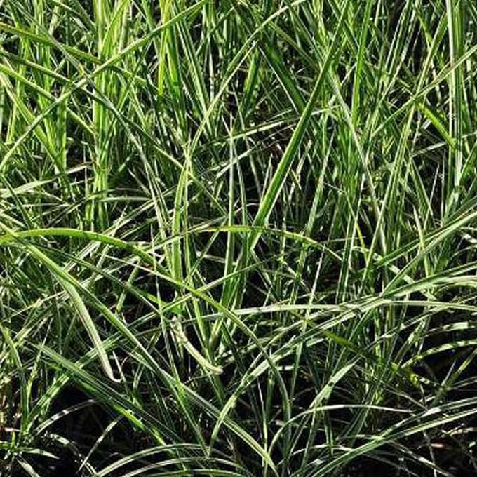 6 x Miscanthus Sinensis 'Variegatus' - Scherpgroen - pot 9 x 9 cm - Sierlijk Bontbladig Prachtriet