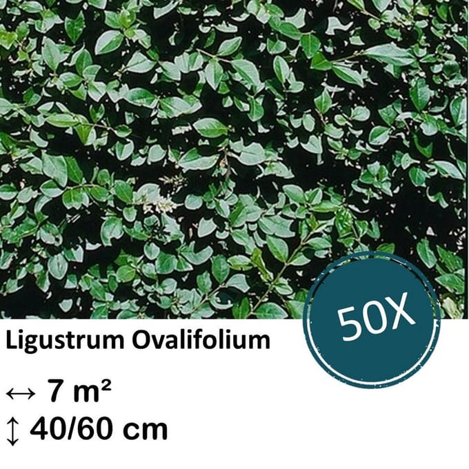 Green Harmony| Ligustrum Ovalifolium - Kale wortel