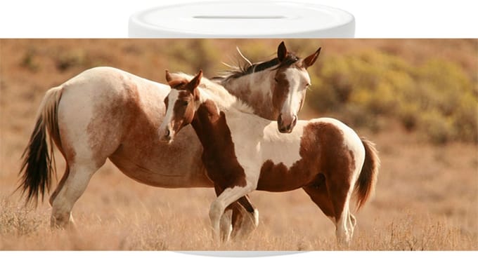 Spaarpot - Paarden Paint Merrie met Veulen