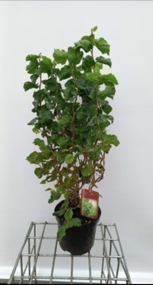 Corylus av. 'Twister' - Schijnhazelaar 40- 60 cm in pot