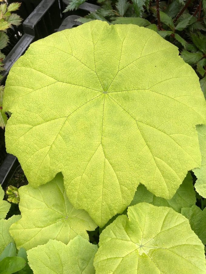 6 x Astilboides tabularis - Tafelblad - P9 Pot (9 x 9cm) - Dima Vaste Planten