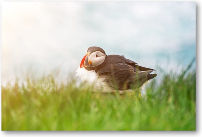 Atlantische papegaaiduikervogel - 90x60 Canvas Liggend - Dieren