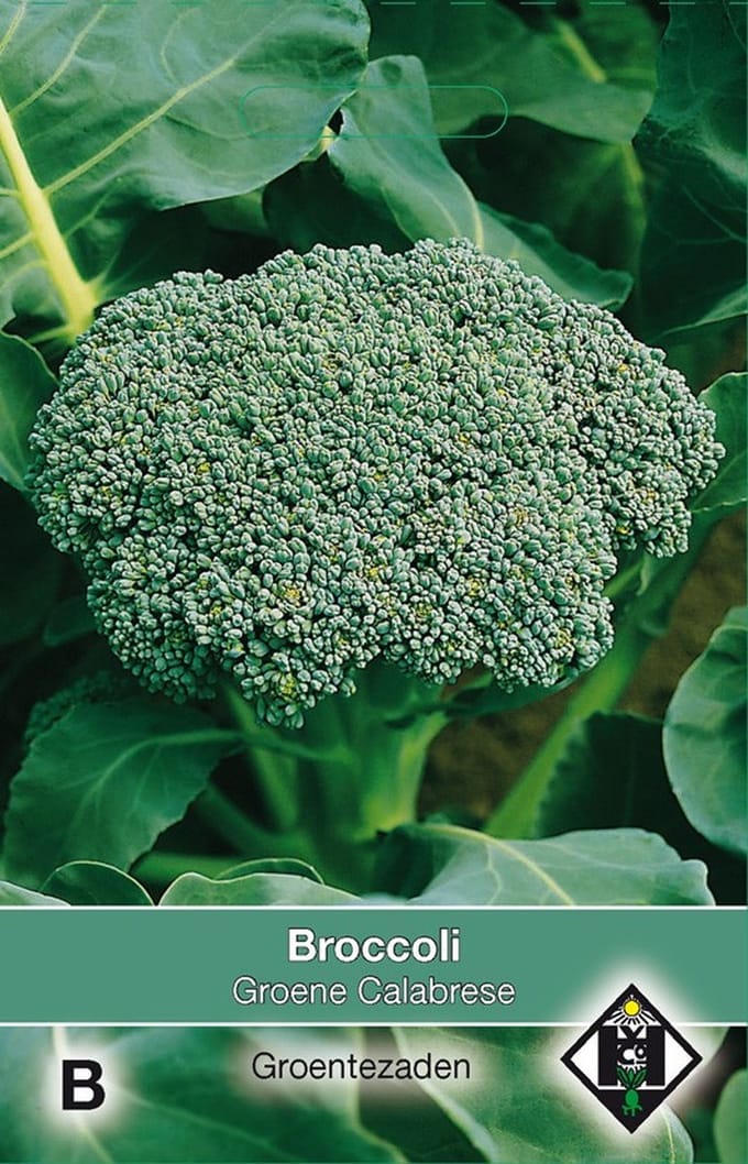 2 stuks Broccoli Groene CalabreseVan Hemert & Co