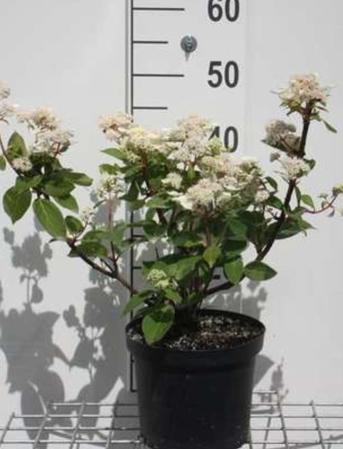 2 x Hydrangea pan. 'Dharuma' - Pluimhortensia 30- 40 cm in pot