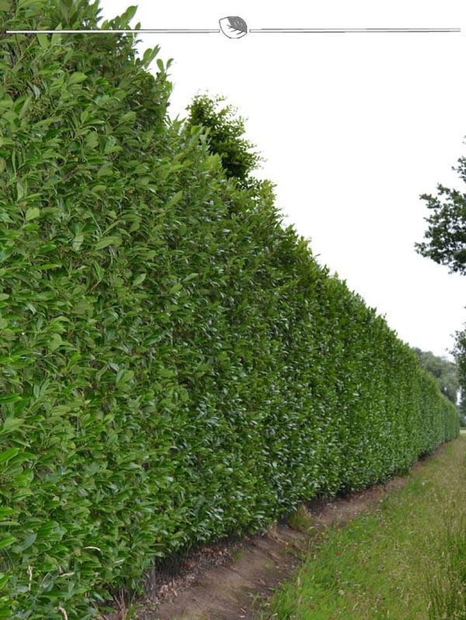 Laurier Prunus Caucasica 180-200 cm, 18x Haagplant