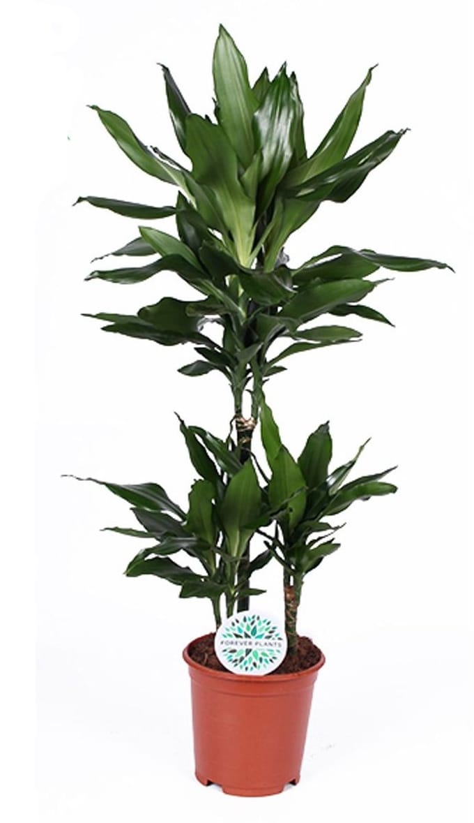 Dracaena Janet Lind - Hoogte 90cm - Pot 21cm