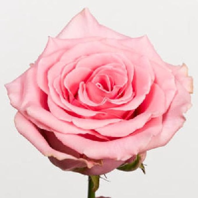 10x Rosa sophia loren 40cm