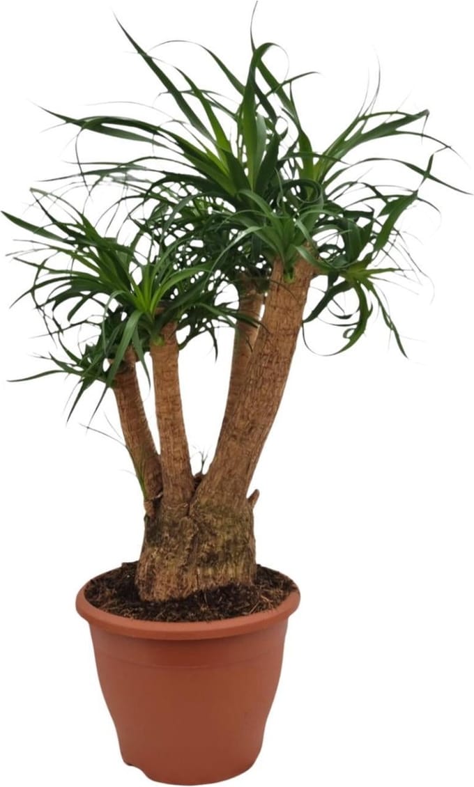 Green Harmony - Beaucarnea Nolina - Ø26cm - 75cm