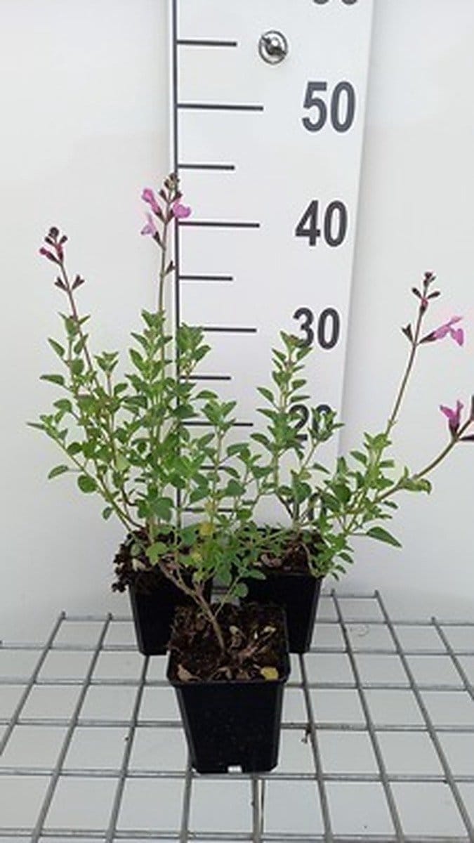 6x Struiksalie - Salvia nem. 'Pink Beauty' | 9x9 cm pot