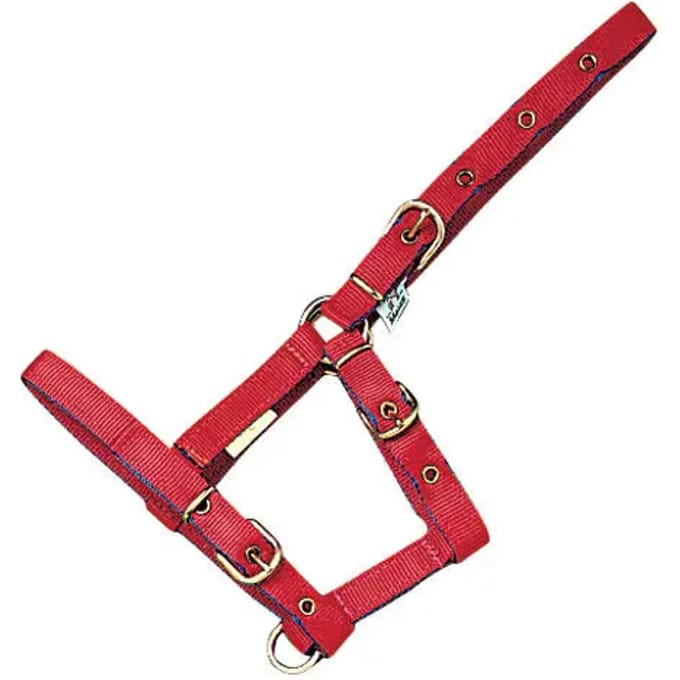 Nylon halster voor veulen Mehis