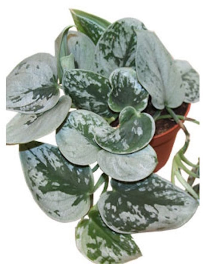 JUNAVERA Scindapsus pictus Silvery Ann terrariumplant | 8 cm pot | ca. 15 cm hoog bij levering