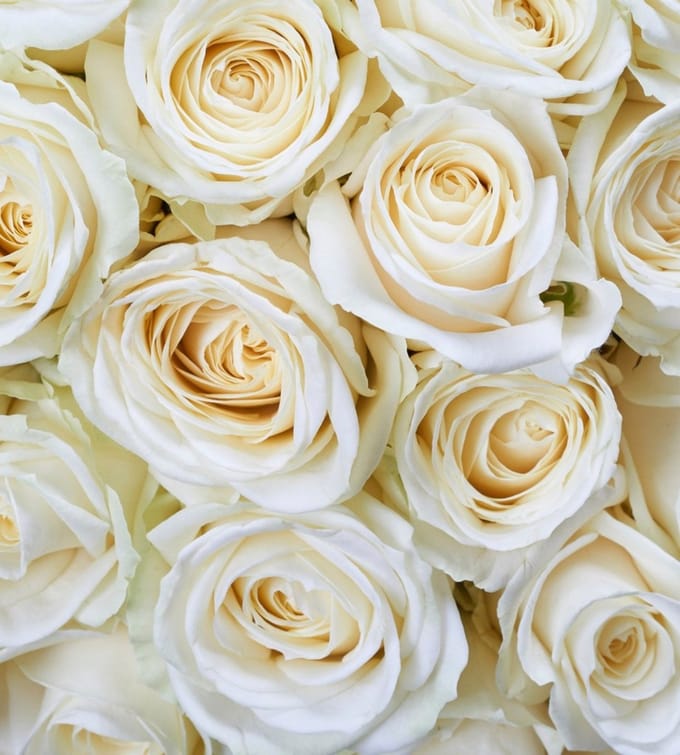 Fotobehang - White Roses 225x250cm - Vliesbehang