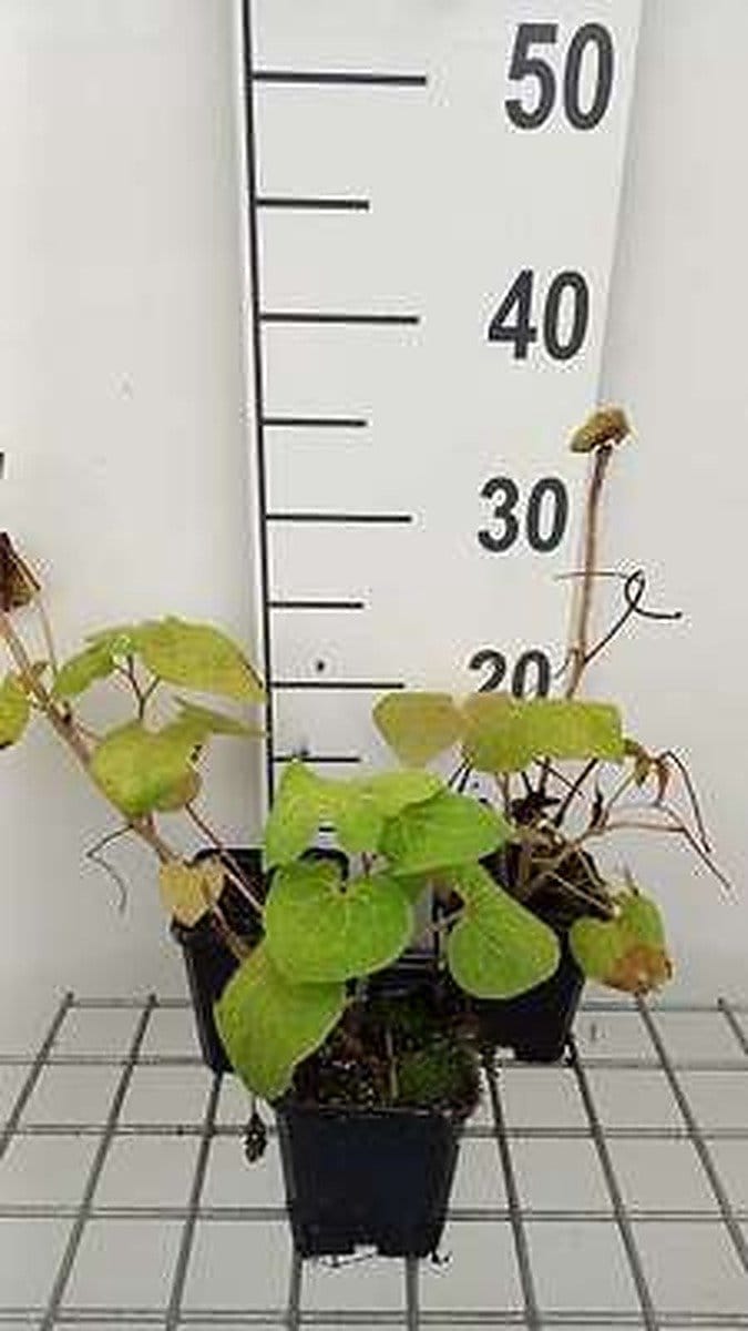 6x Saruma - Saruma henryi | 9x9 cm pot