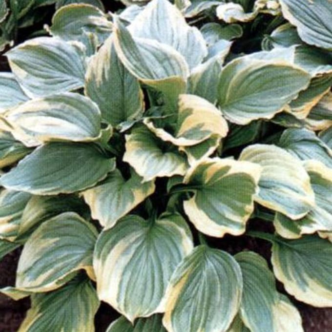3 x Hosta Ventricosa 'Aureomarginata' - Hartlelie pot 9x9cm