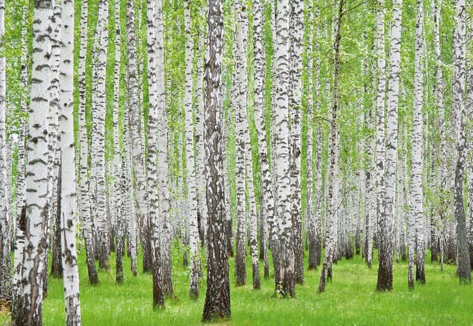 Fotobehang Forest and Woods | PANORAMIC - 250cm x 104cm | 130g/m2 Vlies