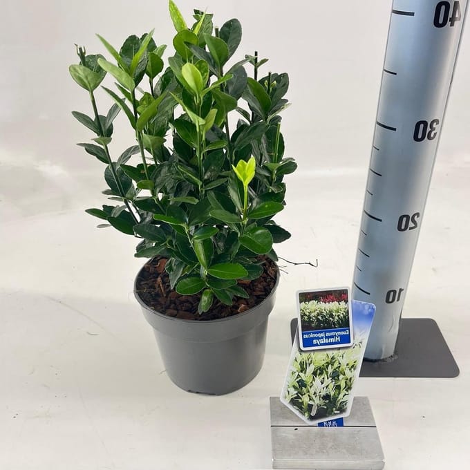 Groenblijvende struik - Sierheester - Tuin decoreren - Compacte groeiwijze - 20-25 cm - Groen