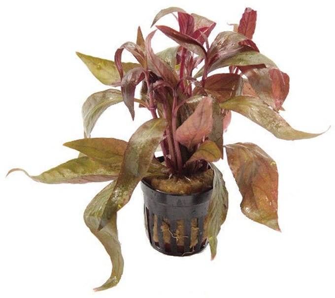 Aquaflora Alternanthera Lilacina | in 5 cm pot