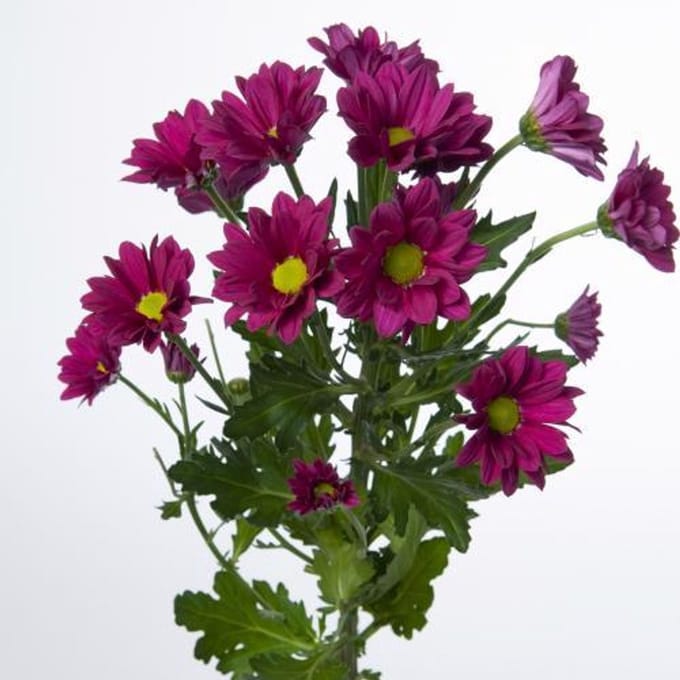 10x Chrysant purple star 70cm