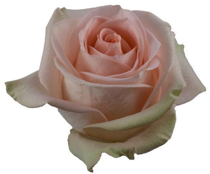 25x Rosa tiffany hit 60cm