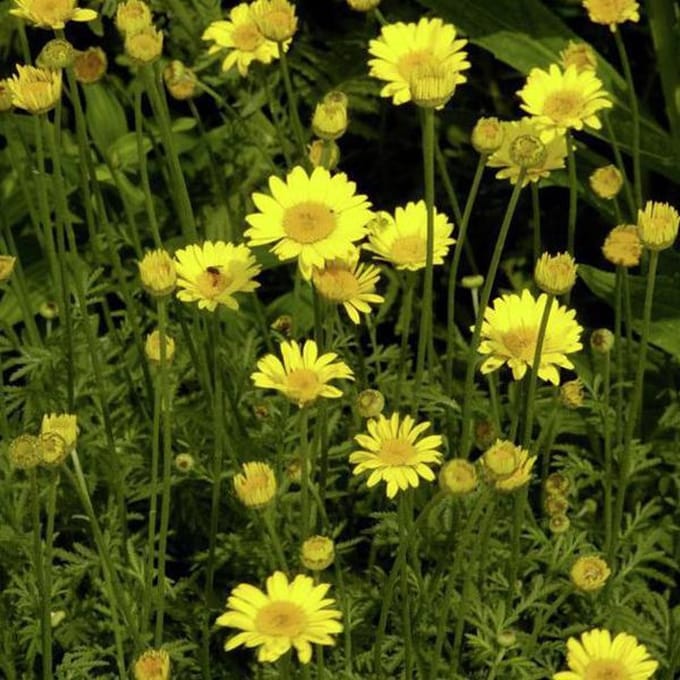 6 x Anthemis hybrida 'Kelwayi' - Kamille pot 9x9cm