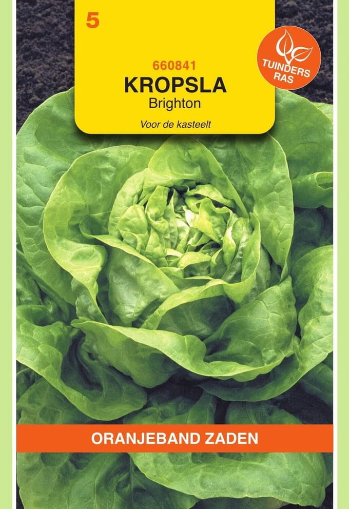 Oranjebandzaden -  Kropsla Larissa - Kassla-
