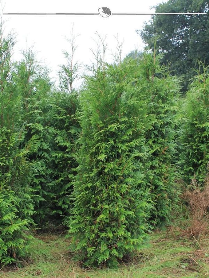 Levensboom Thuja plicata Atrovirens 100-120 cm, 12x Haagplant