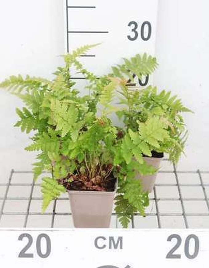 6x Mannetjesvaren - Dryopteris filix-mas | 9x9 cm pot