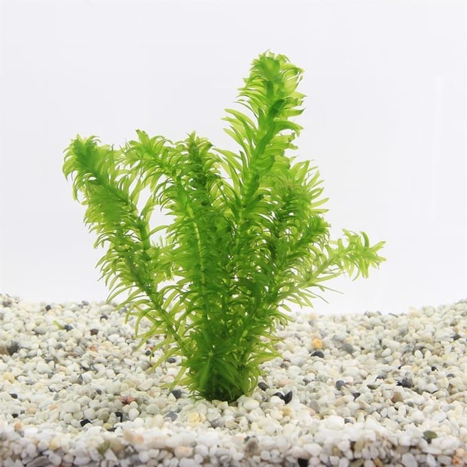 Moerings Elodea Densa | Waterpest | in Terracotta Pot