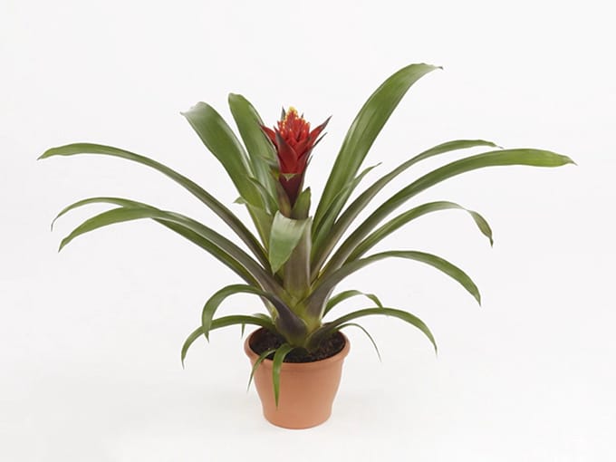 JUNAVERA Guzmania Punta | In 12 cm pot