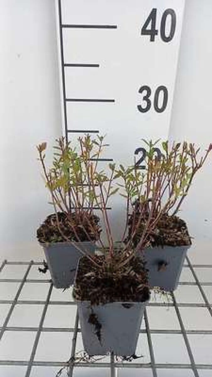 6x Struiksalie - Salvia greggii 'Amethyst Lips' | 9x9 cm pot