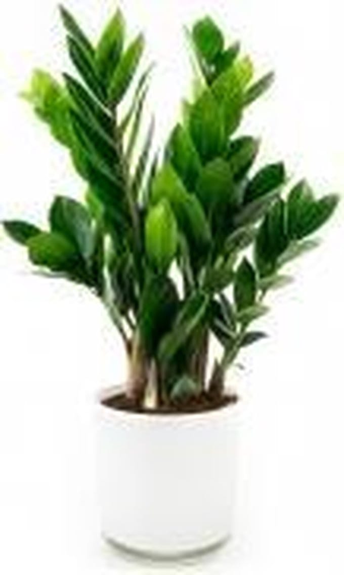 Koopjetuinspul Zamioculcas - ↑ 45 CM - 3 stuks