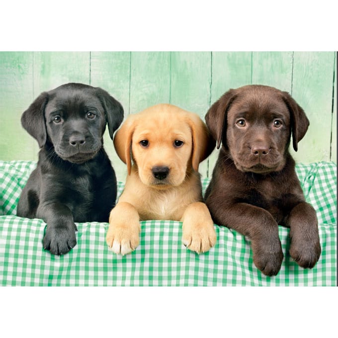 Clementoni - Puzzel - 1000 Stukjes - Drie Labradors - Puzzel Voor Volwassenen - High Quality Collection